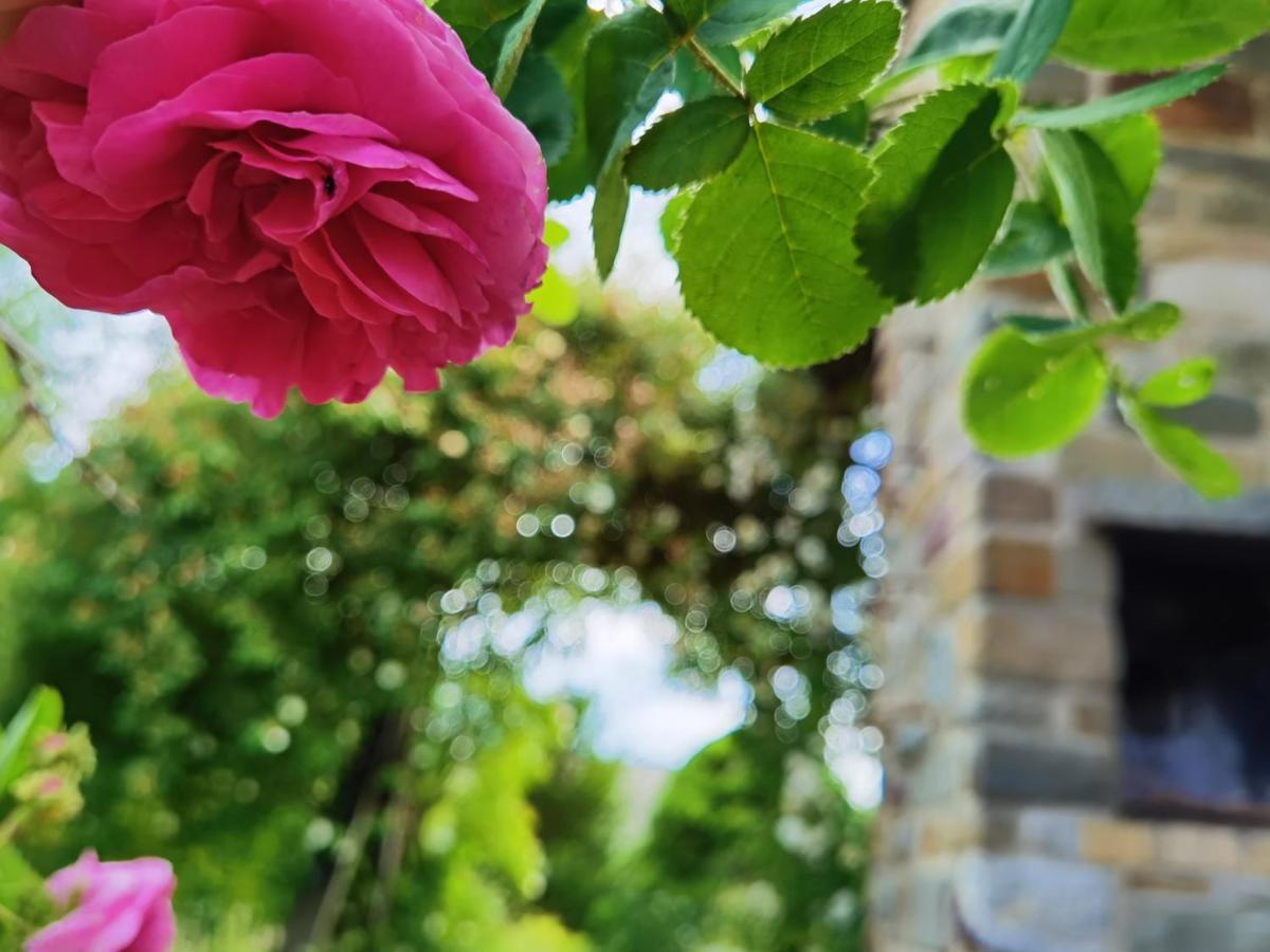 Ferienhaus Eifelrose سيمراث المظهر الخارجي الصورة